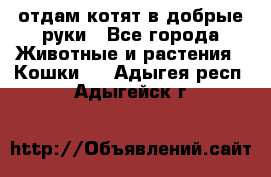 отдам котят в добрые руки - Все города Животные и растения » Кошки   . Адыгея респ.,Адыгейск г.